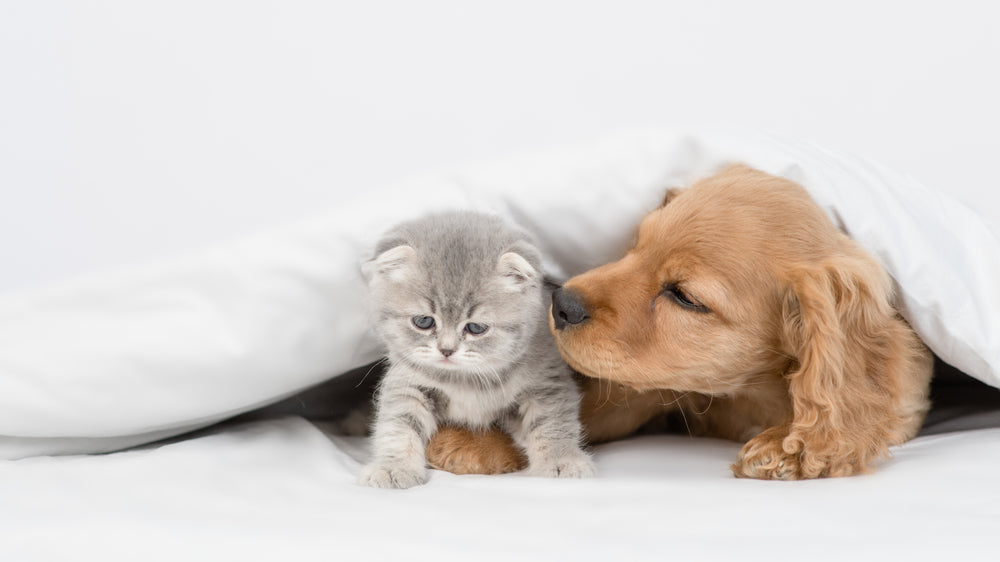 Sharing a home with a pet means sharing a lot of things.